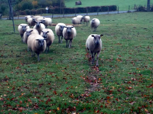 troupeau de moutons bio