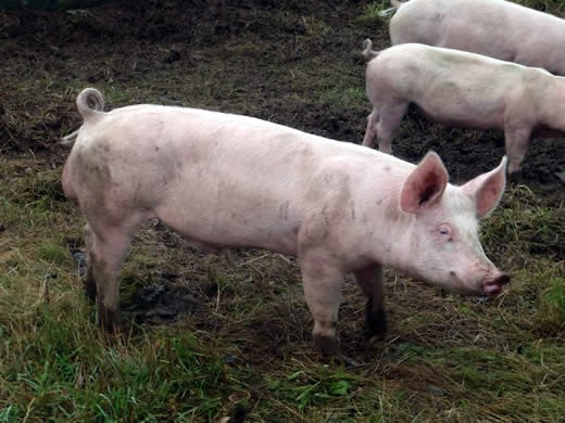 porcs bio elevés en liberté